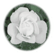 Shirley de Rose Writer's Marketing Coach